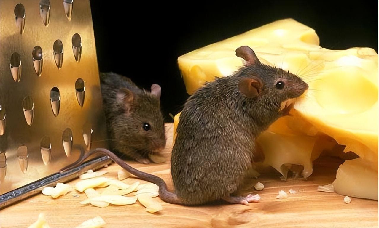 为什么很多人发现老鼠变得越来越少了老鼠真的隐退了吗