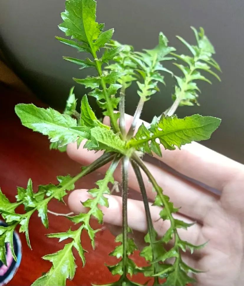 排名前16的春季野菜,这个排名你服不服?