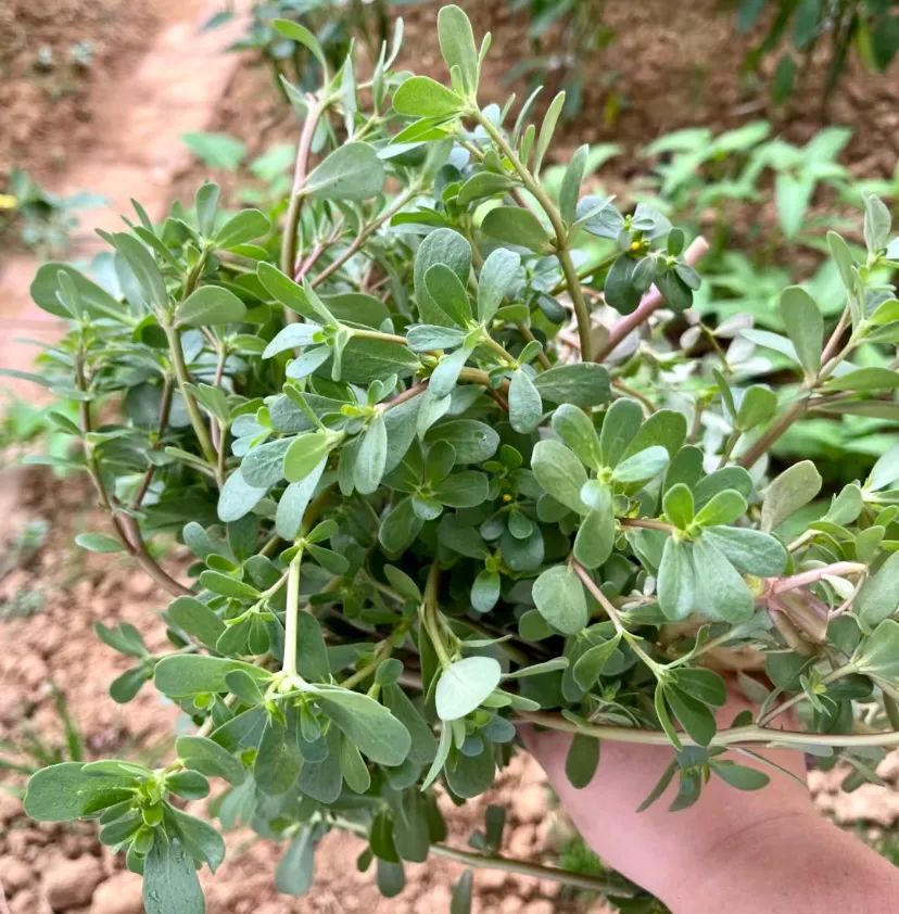 排名前16的春季野菜,这个排名你服不服?