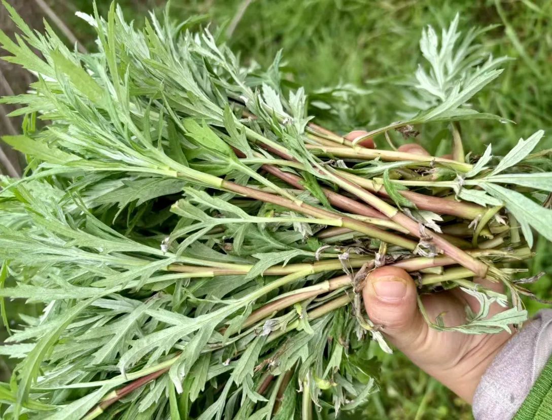 排名前16的春季野菜,这个排名你服不服?