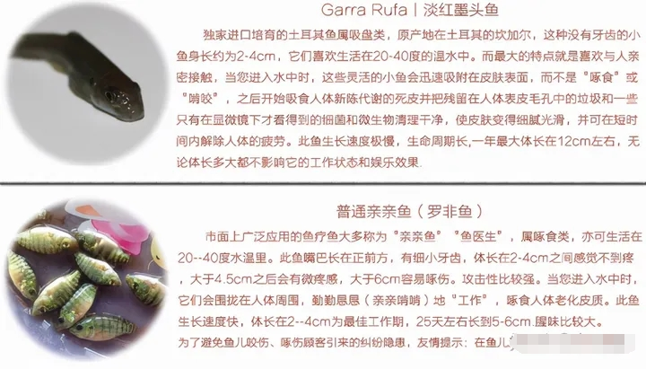 根据调查,主要有三类:一是价格高昂的墨西哥产淡红墨头鱼,属于热带