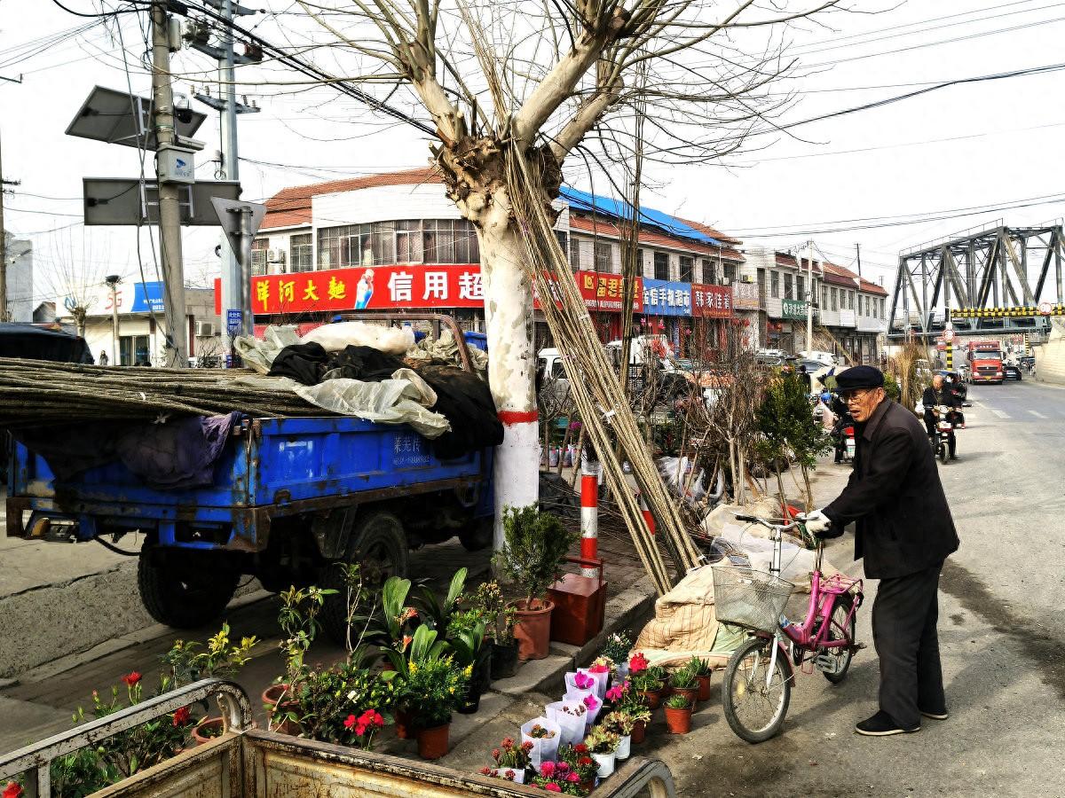 泰安市岱岳区范镇苗木花卉赶大集