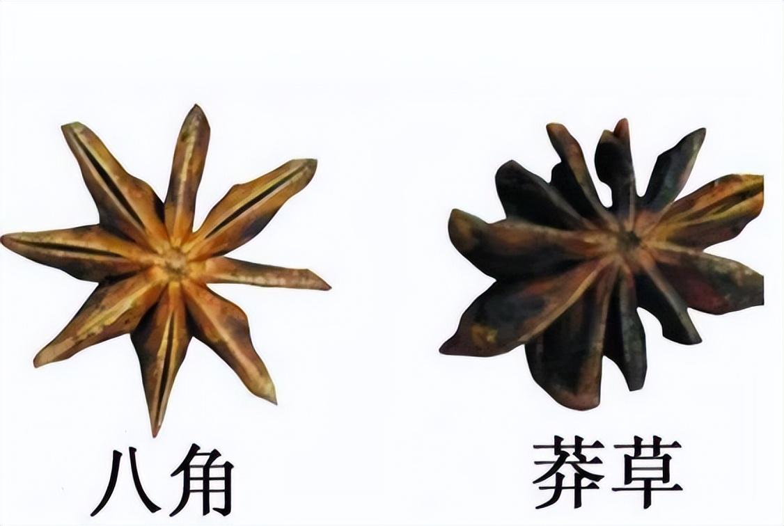 回顾八角还有假货如何区分真八角和假八角