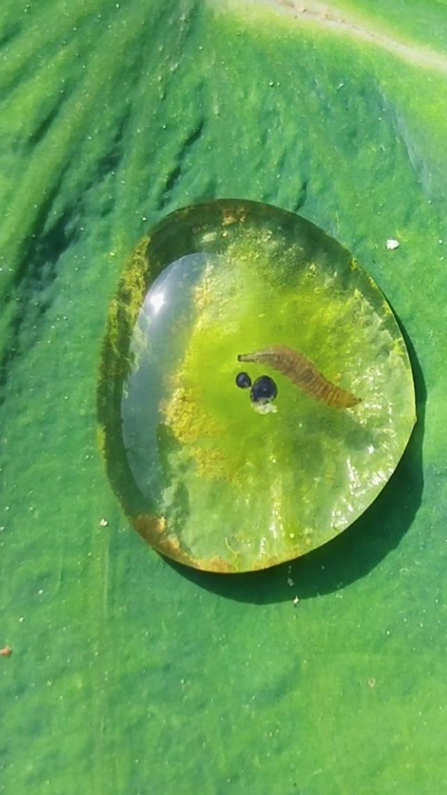 九成人不知蚊子最大天敌是啥1个笨法子整夜开窗也不用怕