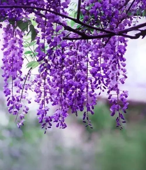 紫色樱花斗篷图片