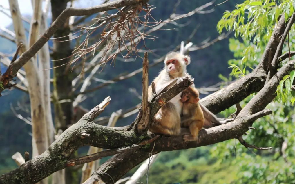 2013年一户人吃饭都要戴头盔邻居来看笑话下秒钻进桌底