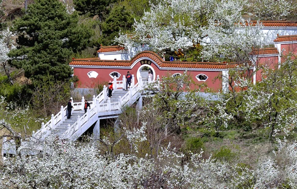 可考证最早的一棵南果梨树就在位于对桩石村石门沟北坡的南果梨祖树园