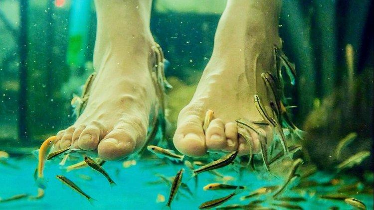 曾有人做实验,将一条小金鱼放入温泉鱼池,仅几十秒钟功夫,金鱼便被啃