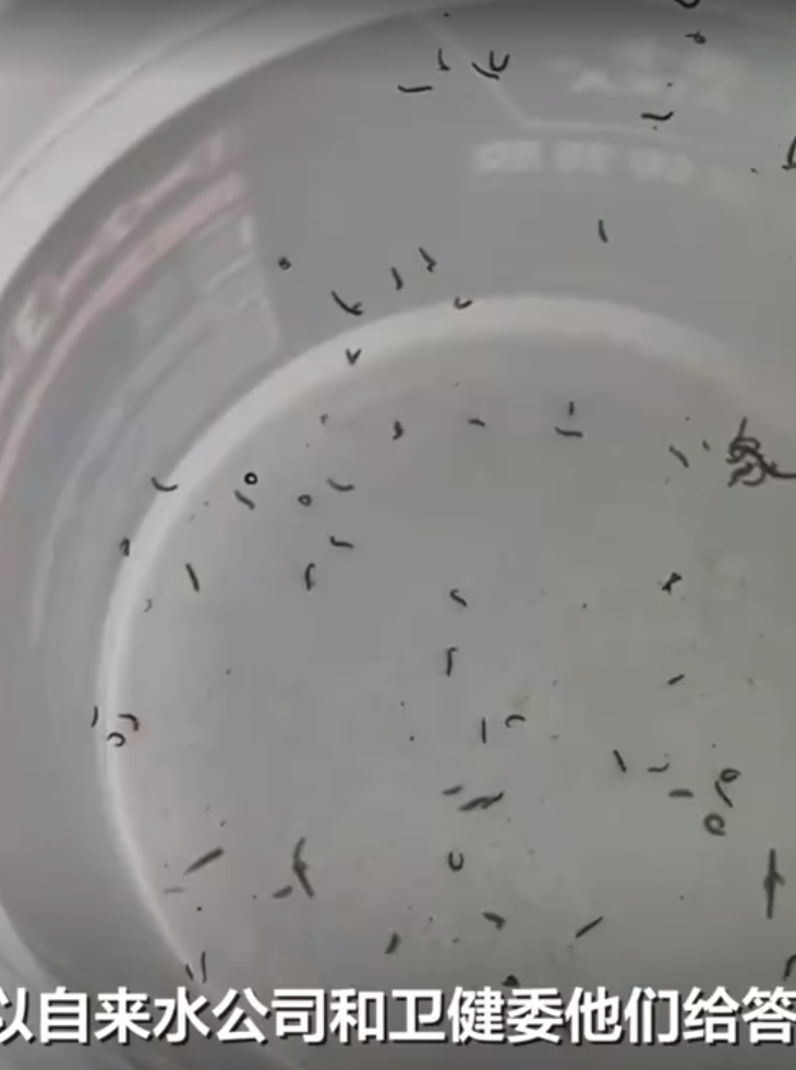 居民家中自来水出现大量虫子,卫健委:小区仅1户有该情况 已取样化验
