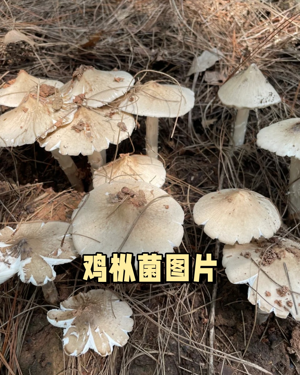鸡枞菌图片  鸡枞菌,这一大自然的馈赠,凭借其独特的口感和丰富的营养