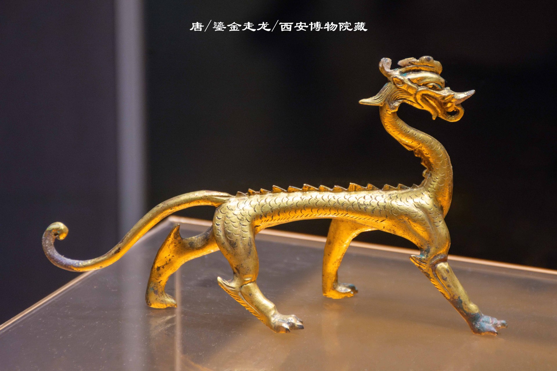 博物馆# #旅行#  精品文物赏析——唐 鎏金走龙(西安博物院),长18