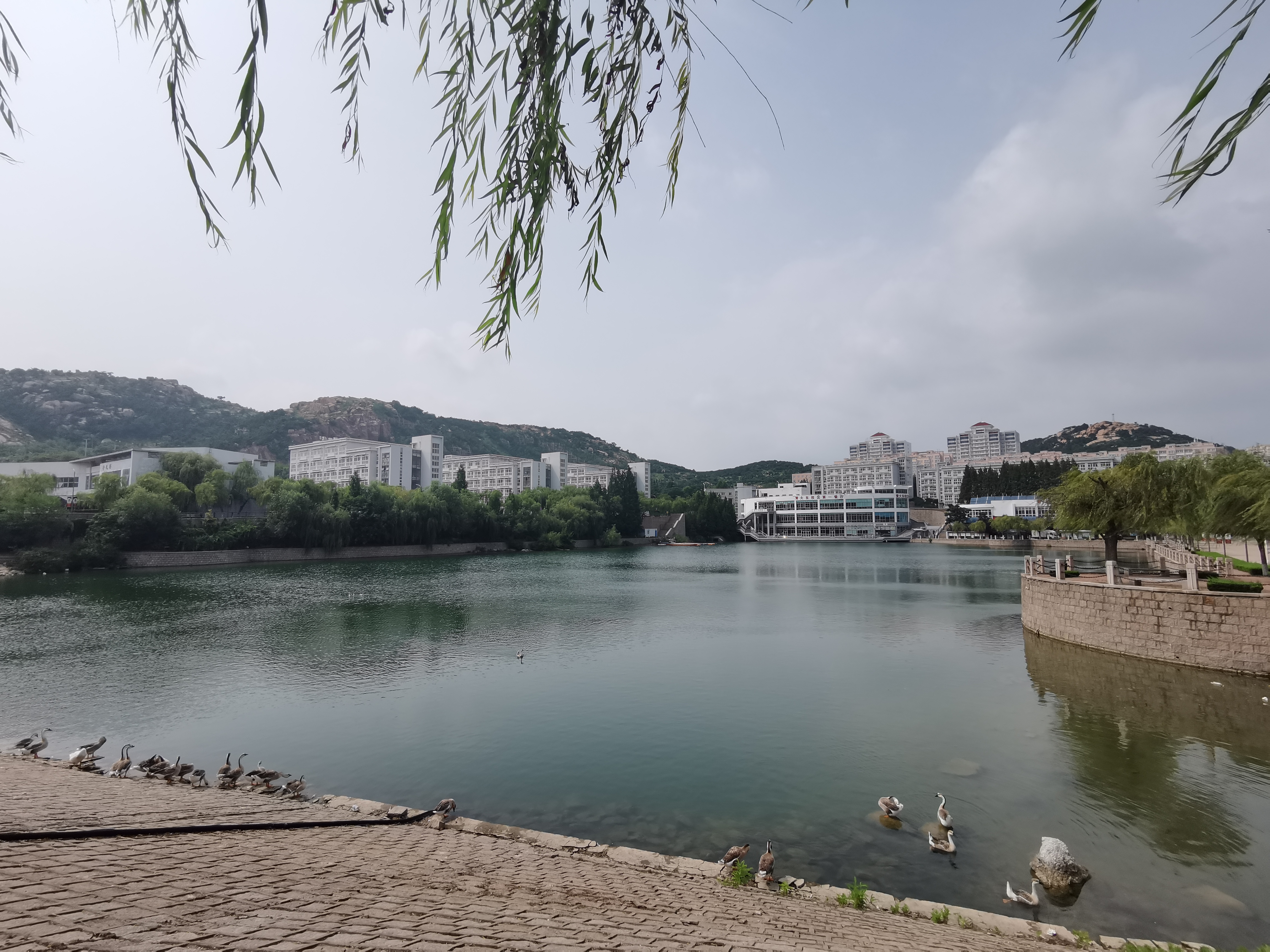 青大网红打卡地"剑湖",位于青岛大学金家岭校区内,是金家岭校区最受