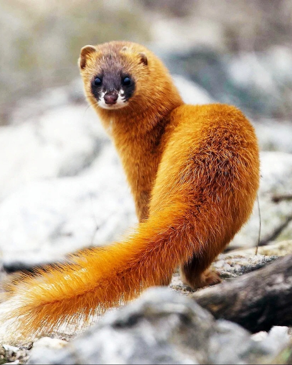 黄鼠狼在传统文化中常常被描绘成具有神秘色彩的动物