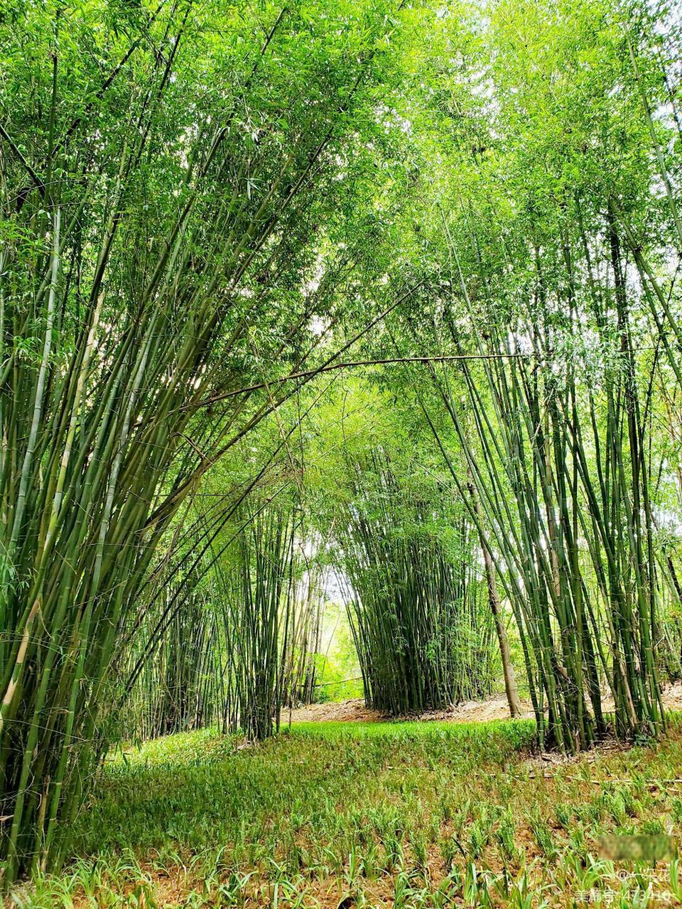 重庆渝北大竹林图片