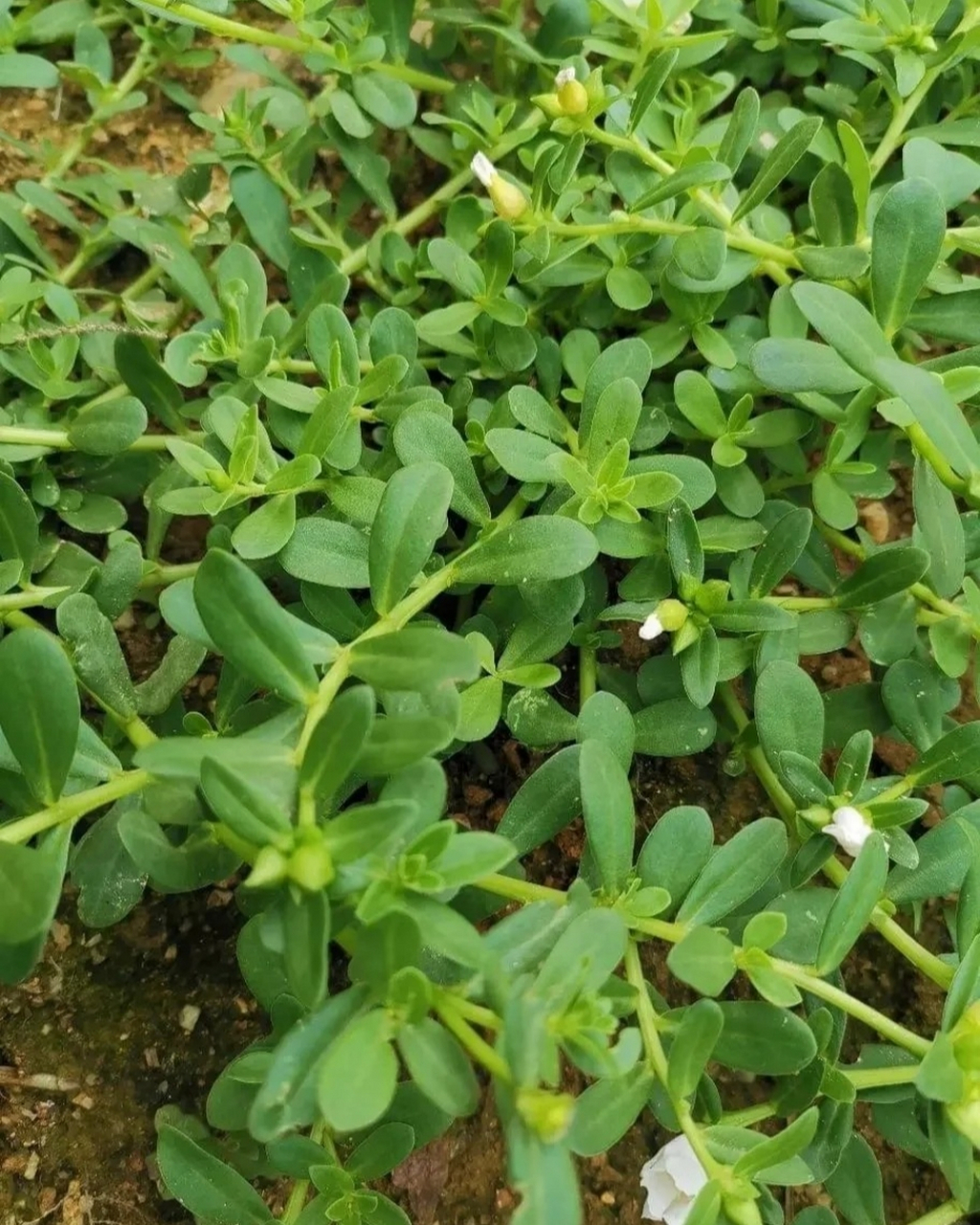 马齿苋科植物图片