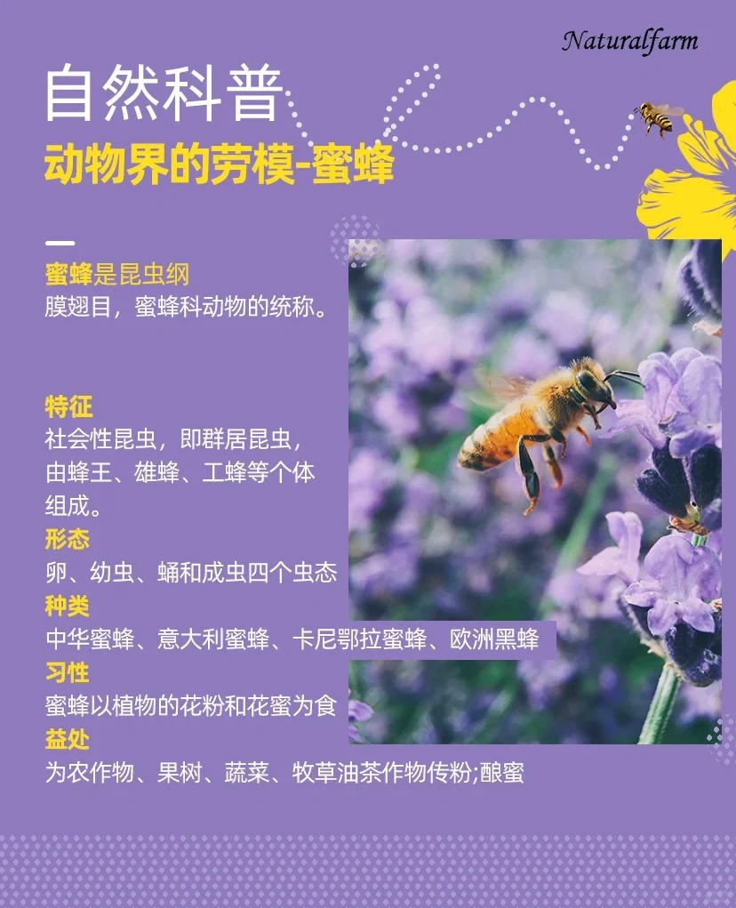 蜜蜂的特点本领图片