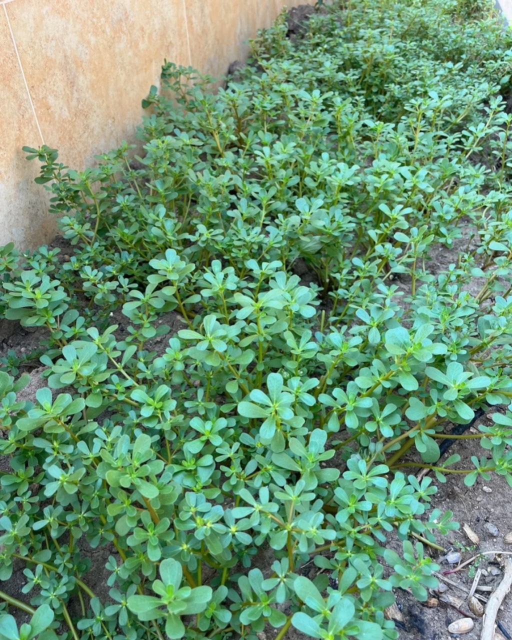 马齿苋图片  马齿苋是一种中药名,为马齿苋科一年生肉质草本植物,也被