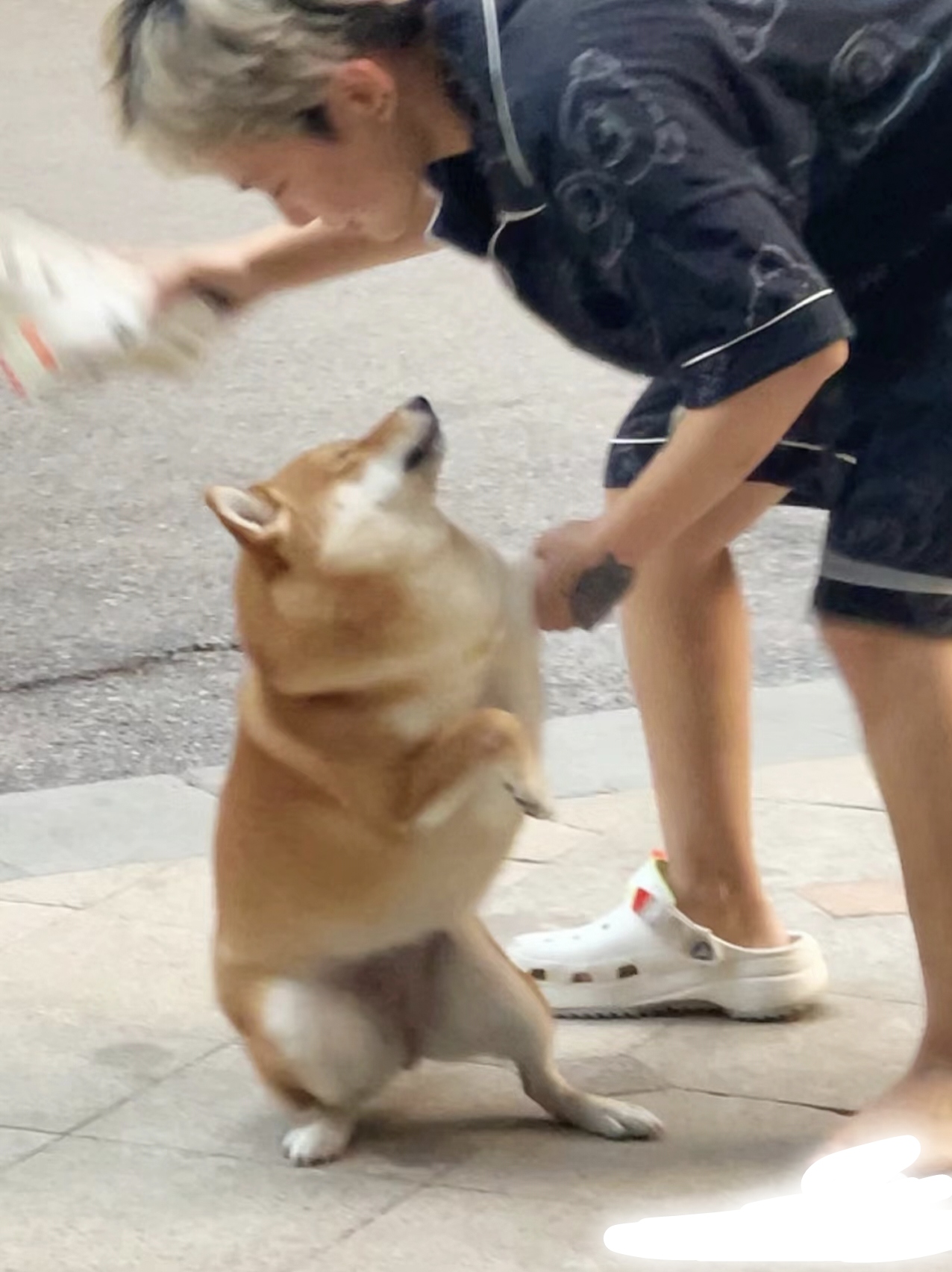 "挨打"拖鞋打狗表情包打柴犬一巴掌的表情包挨打表情包被揍的表情包