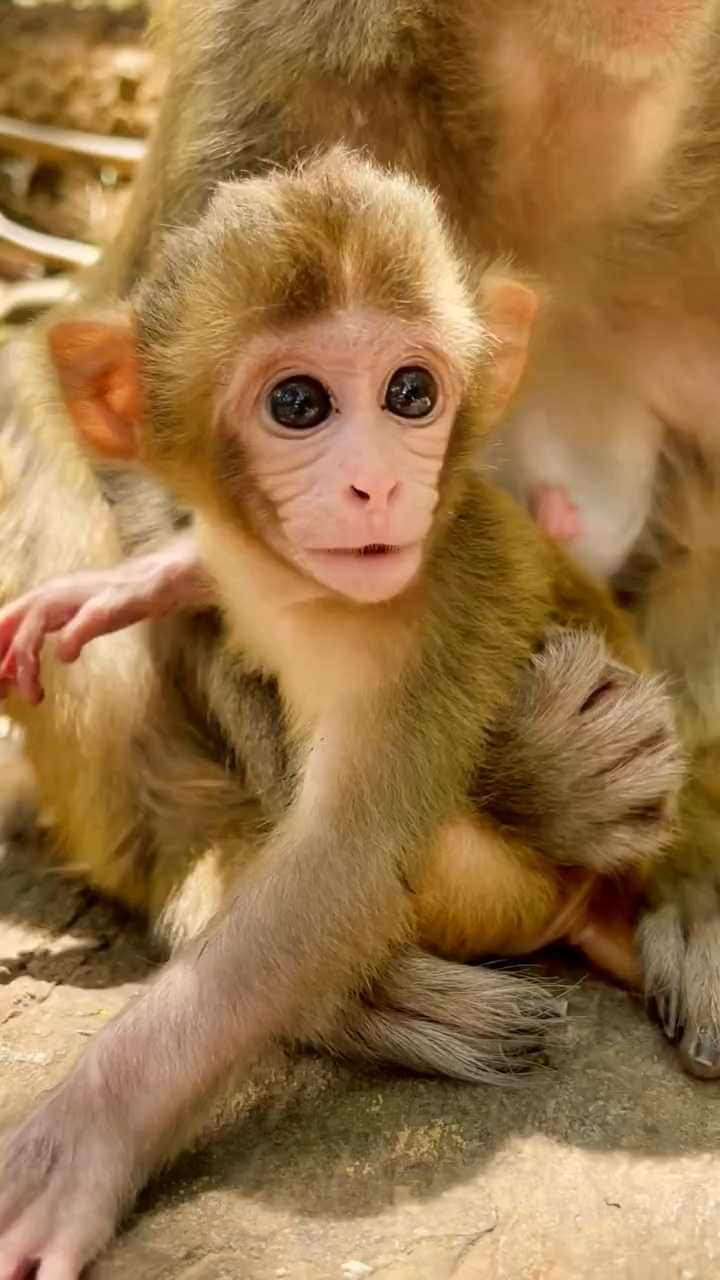 大眼猕猴在猴妈的看护下拒绝一切危险的发生!-度小视