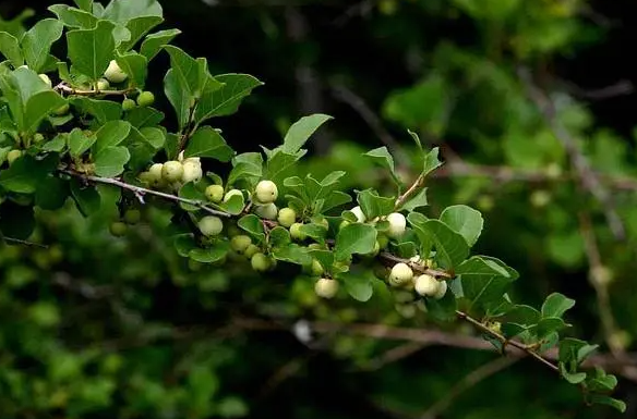 一叶萩:一年开花几十次,花期长达半年,到底是真是假?
