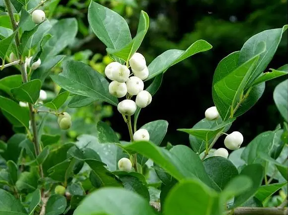 一叶萩:一年开花几十次,花期长达半年,到底是真是假?
