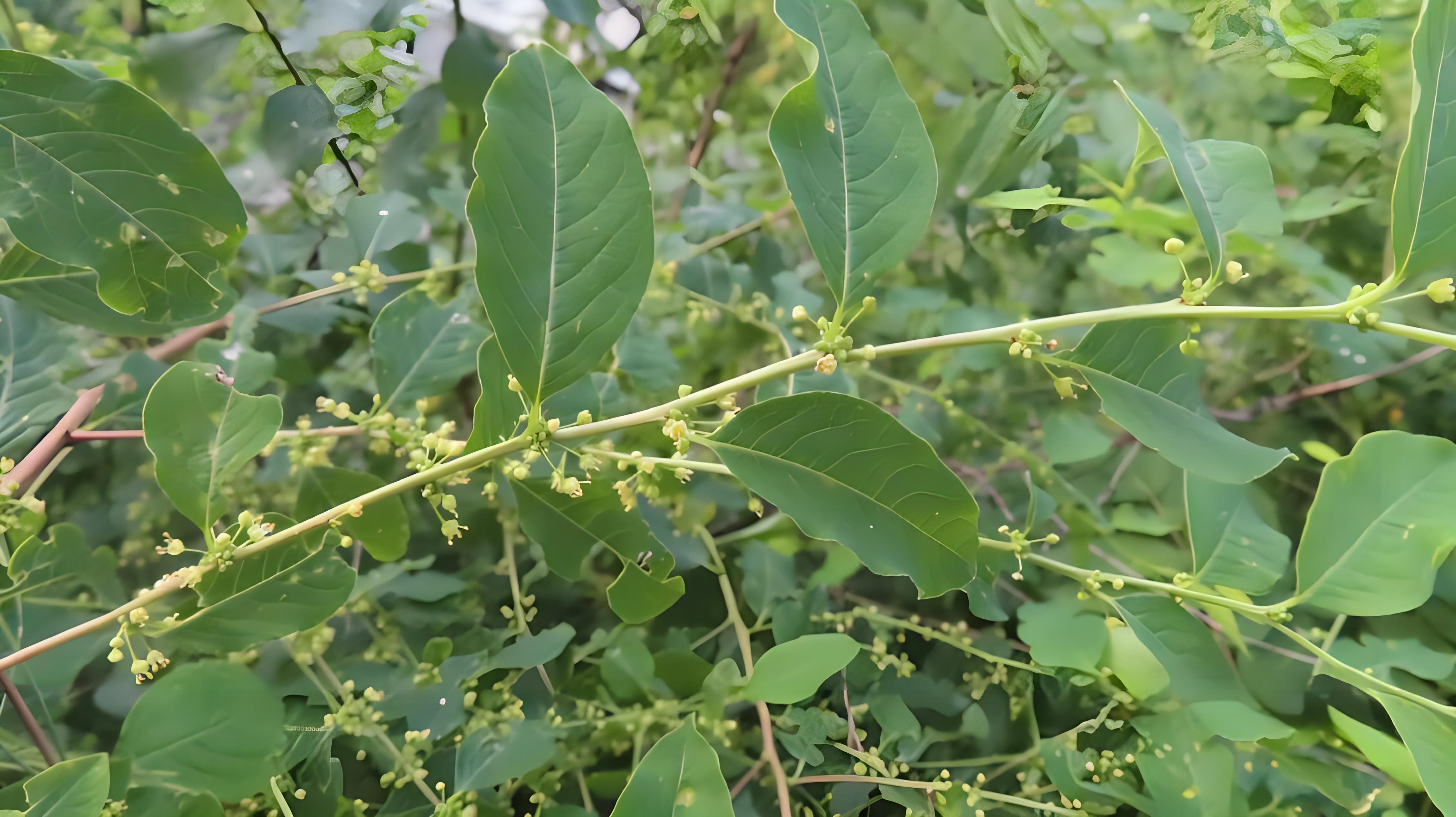 一叶萩一年开几次花,它能开多久呢?