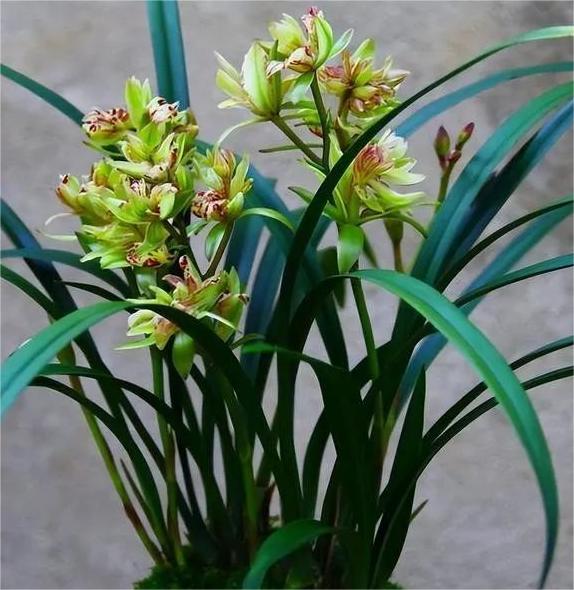 多瓣奇花经典品种之——富山奇蝶,新手也能养的四季兰