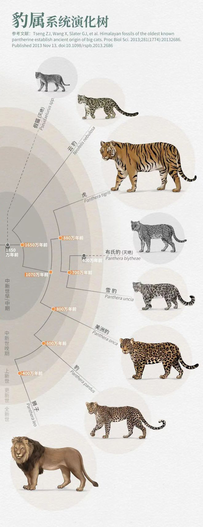 消失了40年的爪哇虎