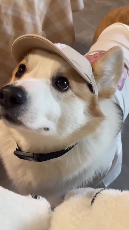 盘点狗狗的潮流时刻除了颜值一无所有