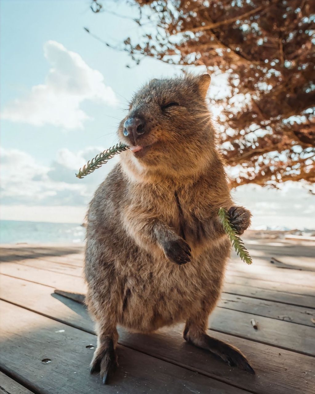 短尾矮袋鼠|萌物图鉴9696.世界上不能没有quokka!