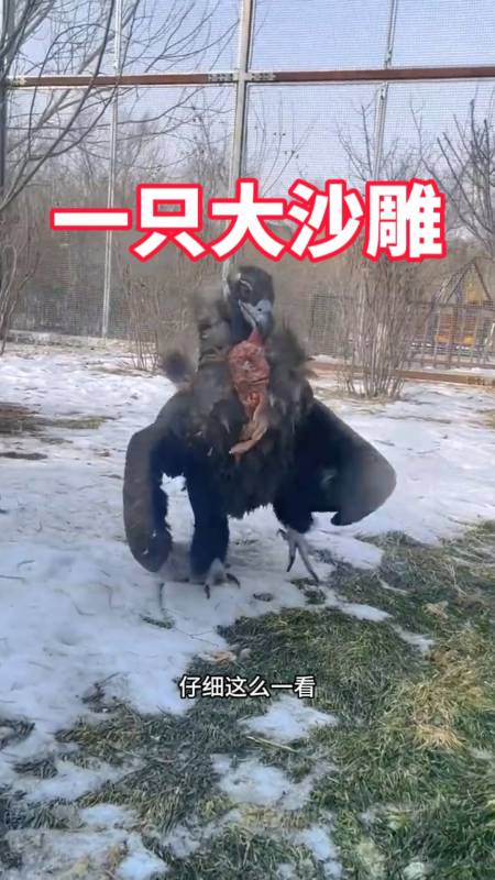 一只大沙雕,走路狗里狗气的-度小视