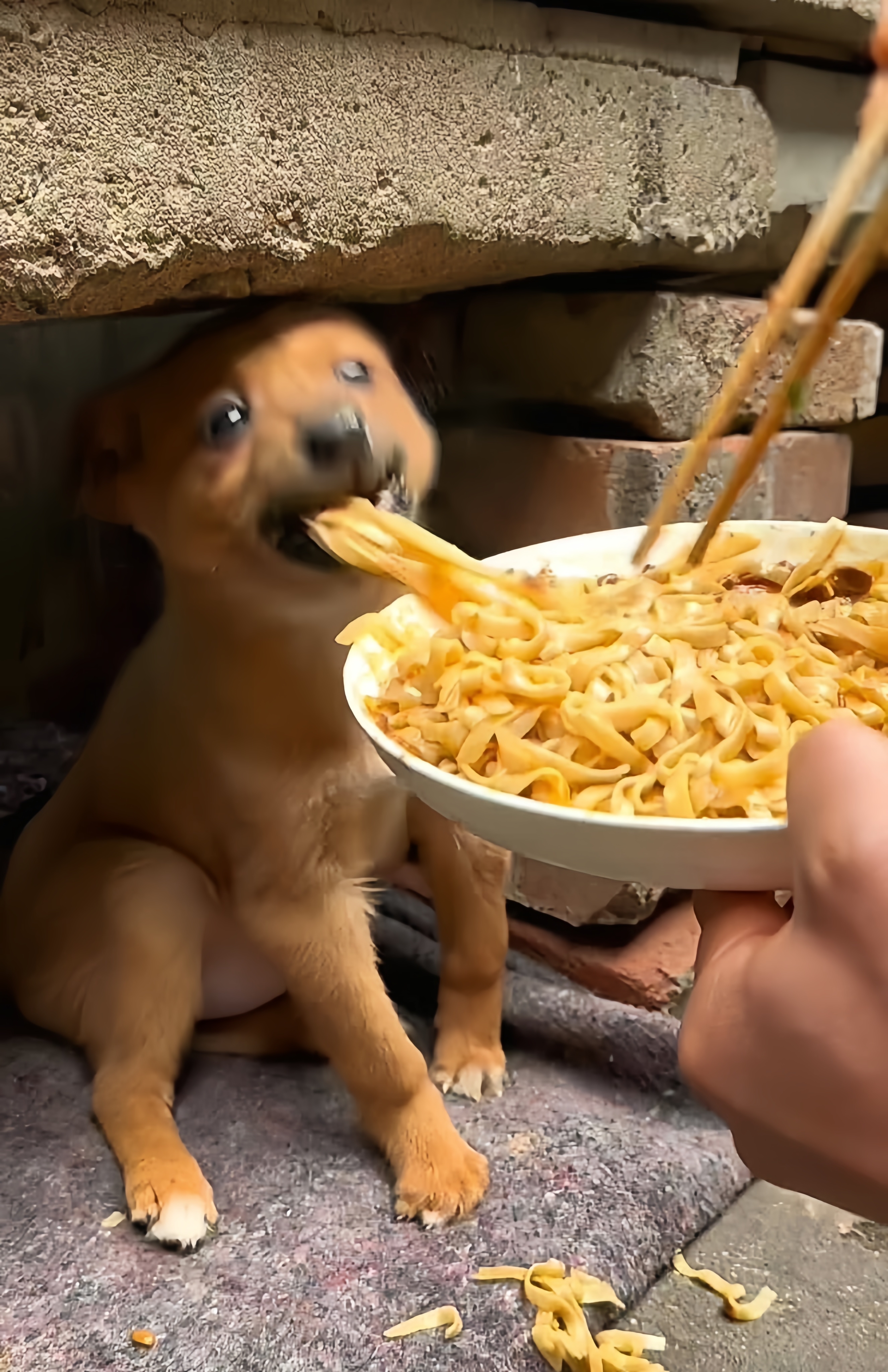 狗狗不知是自己走失的还是被人嫌弃好心人喂食时很警惕边吃边抬头