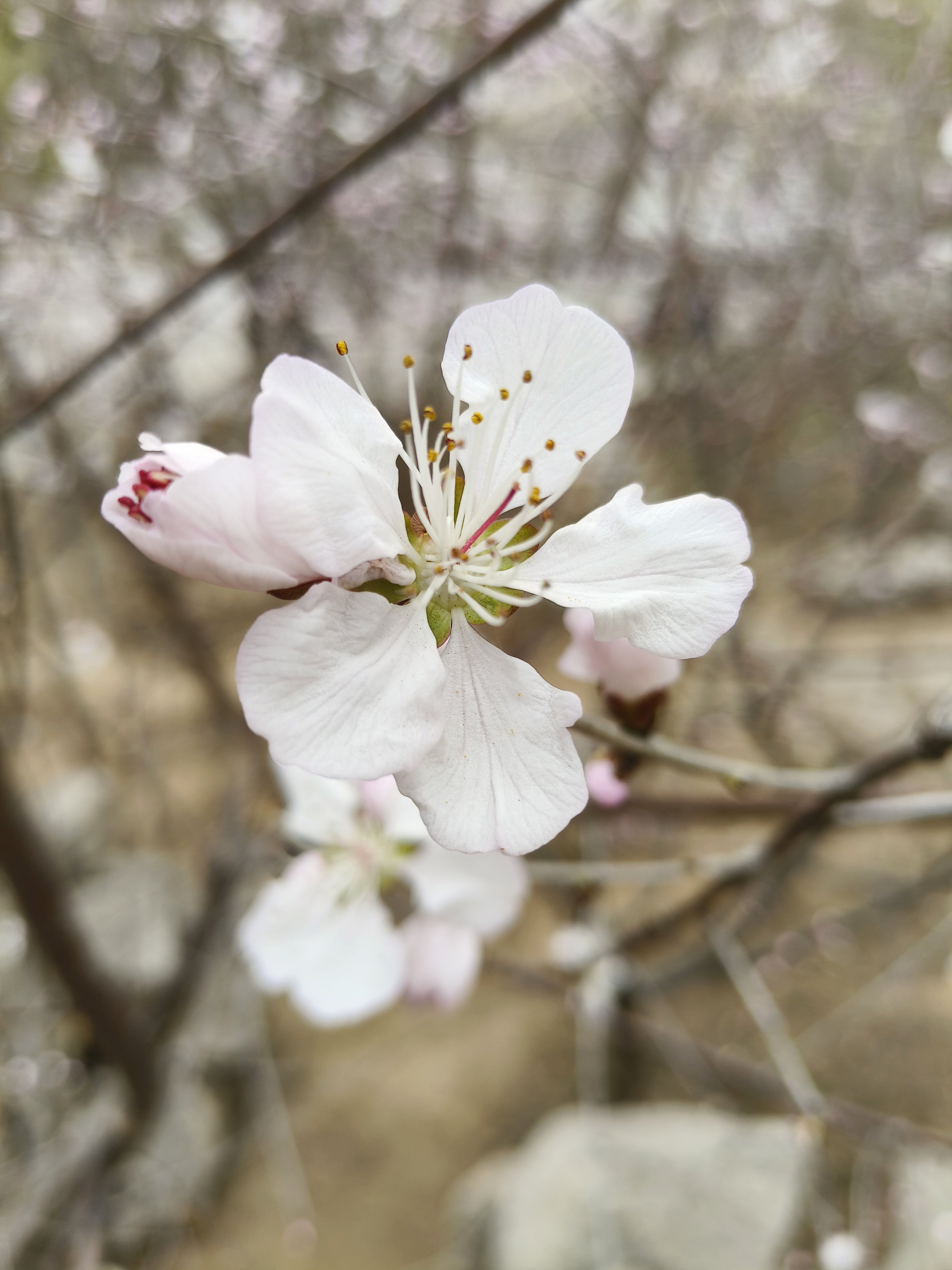 桃花的花的样子图片