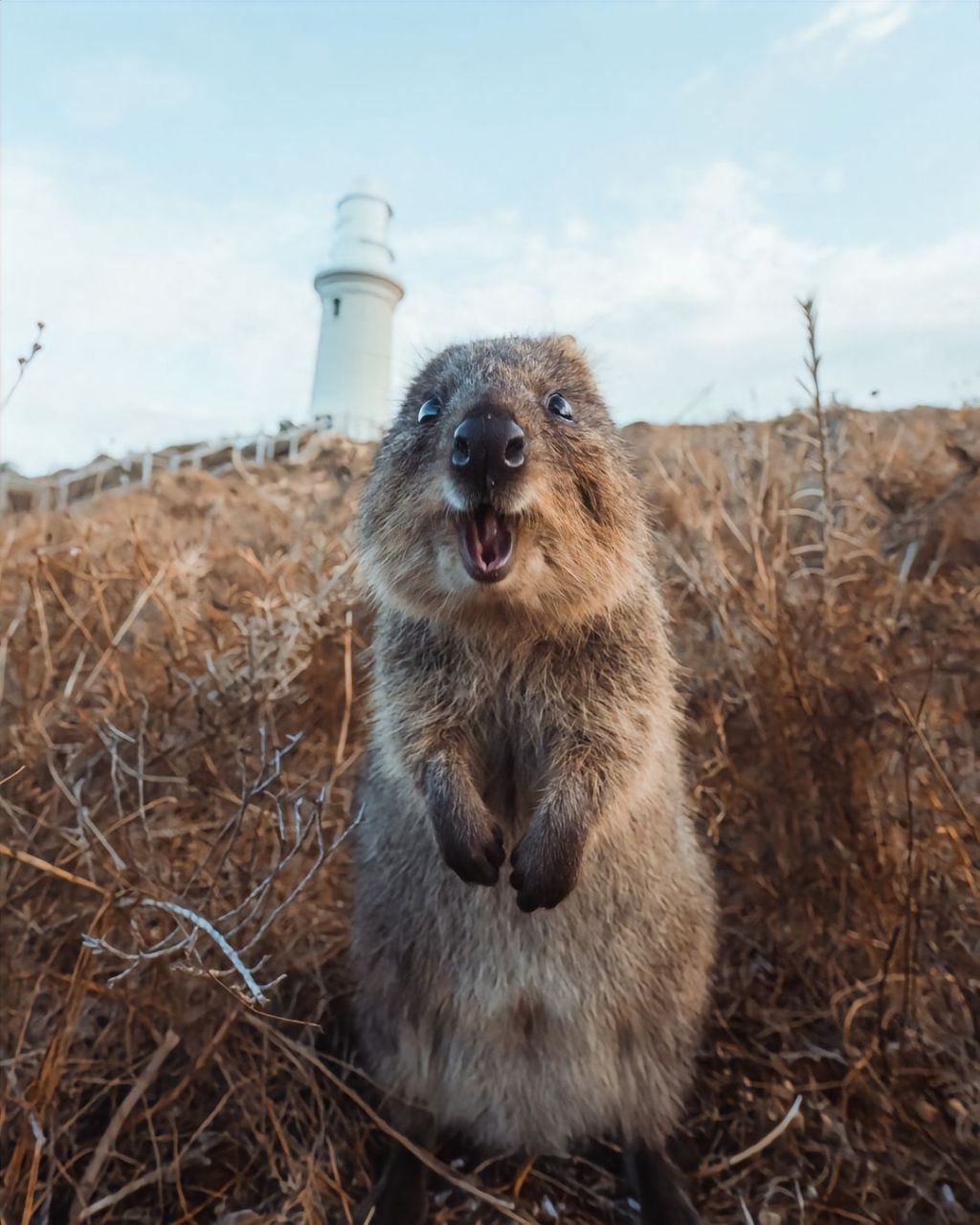 短尾矮袋鼠|萌物图鉴9696.世界上不能没有quokka!