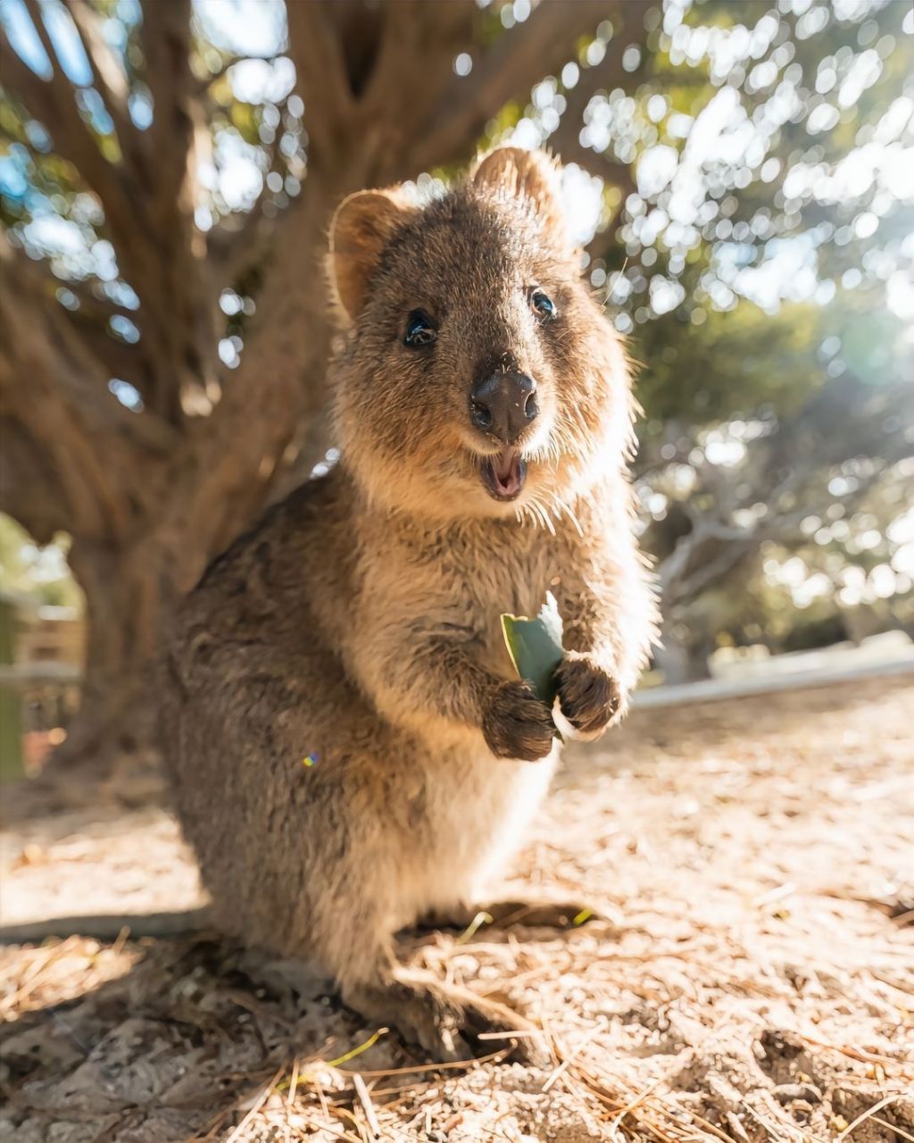 短尾矮袋鼠|萌物图鉴9696.世界上不能没有quokka!