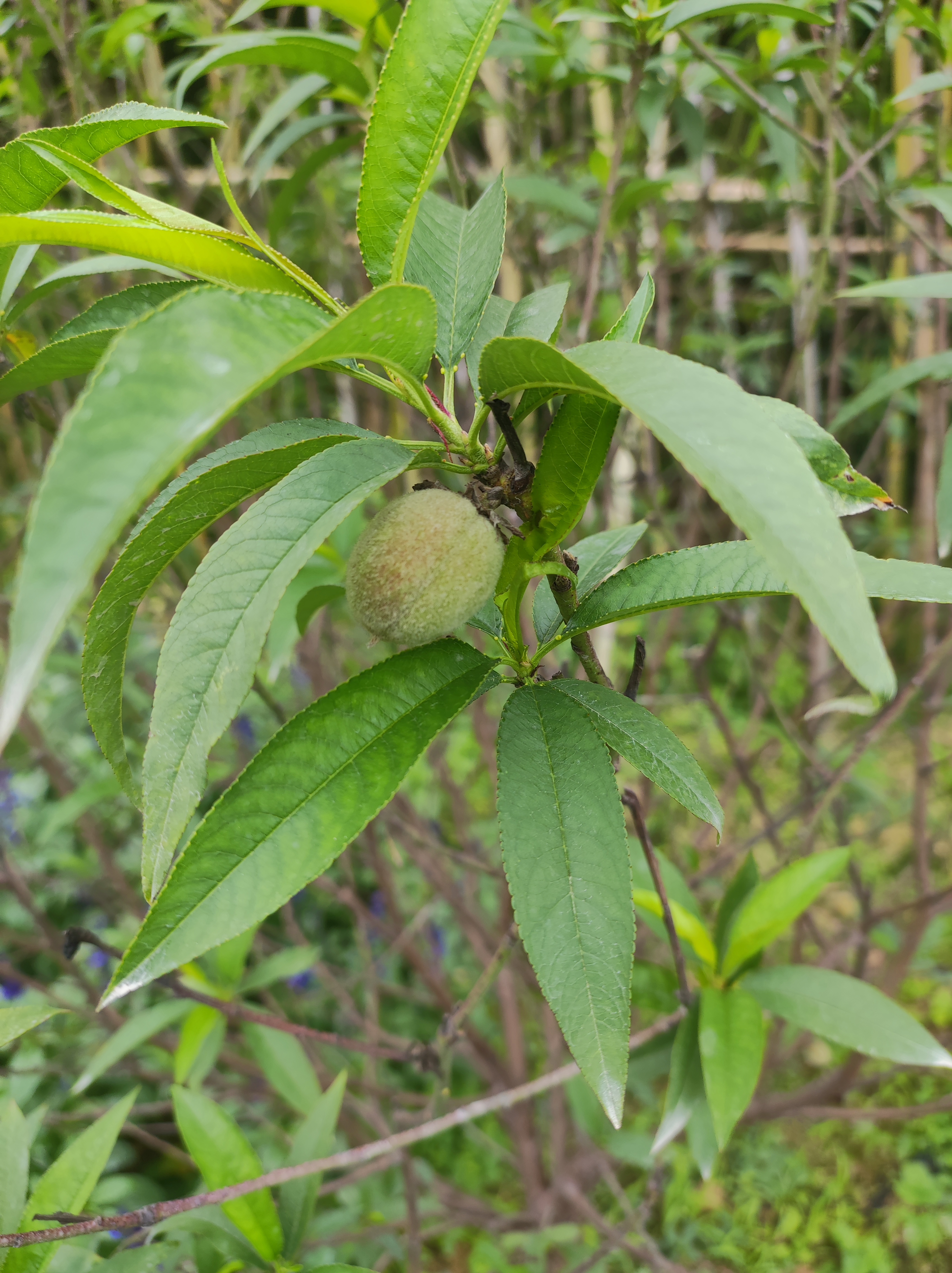 发现了一株小桃树,没想到已经有果子了