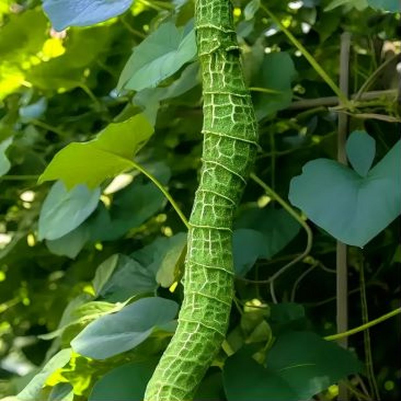 这样植物你见过吗?远看像条蛇,近看更像绿色蛇,猜猜这是什么品种?
