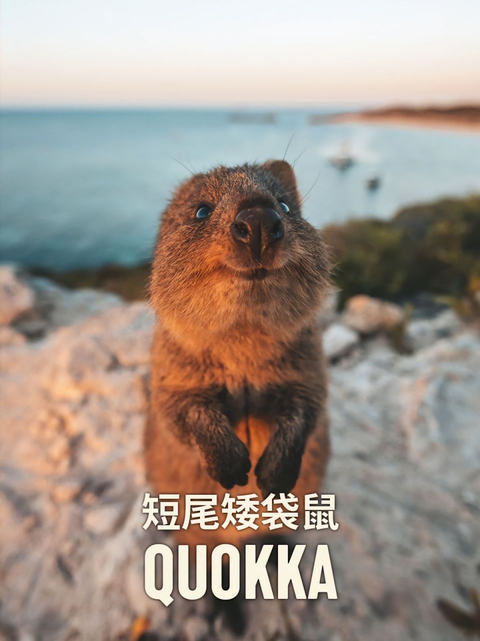短尾矮袋鼠|萌物图鉴9696.世界上不能没有quokka!