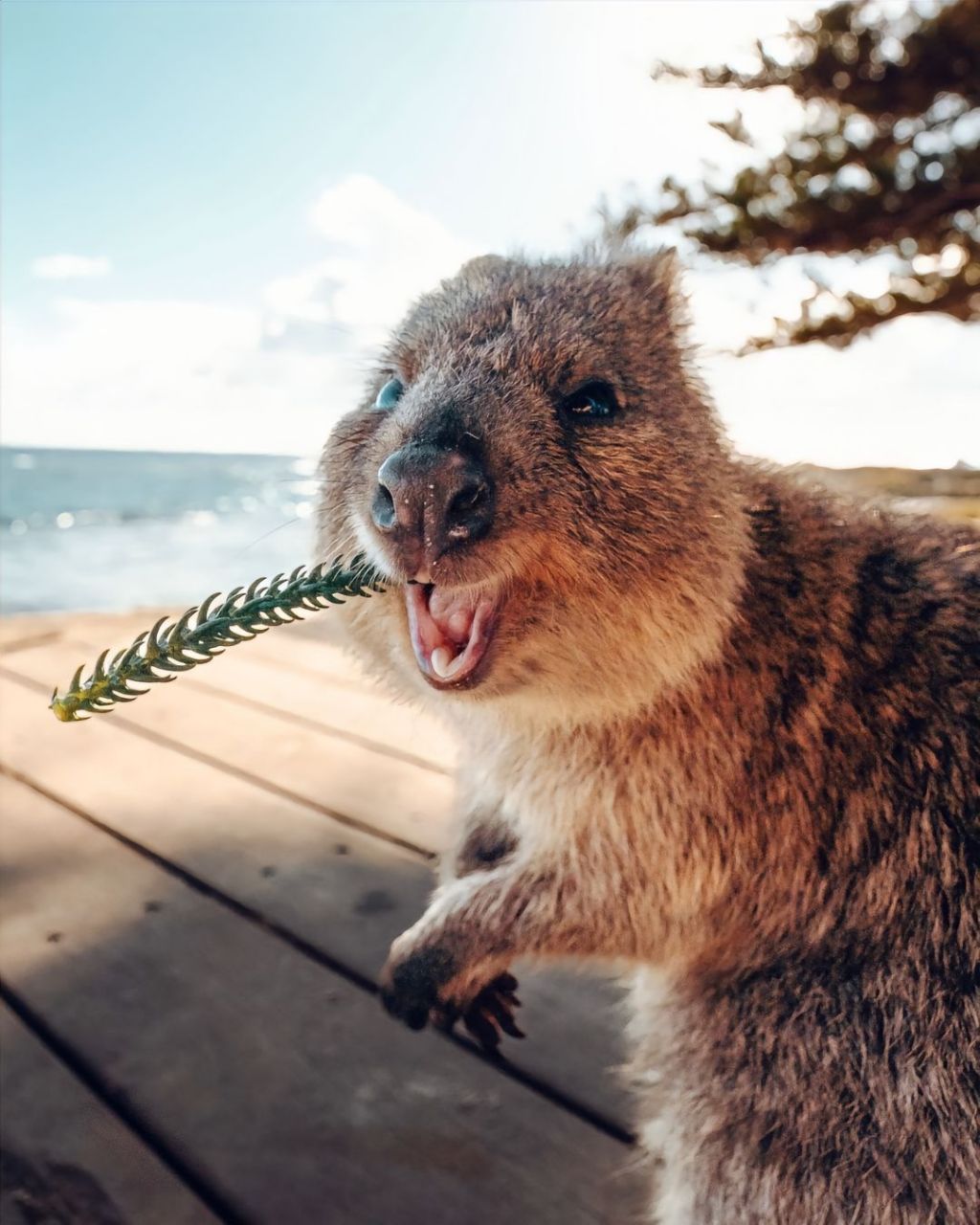 短尾矮袋鼠|萌物图鉴9696.世界上不能没有quokka!