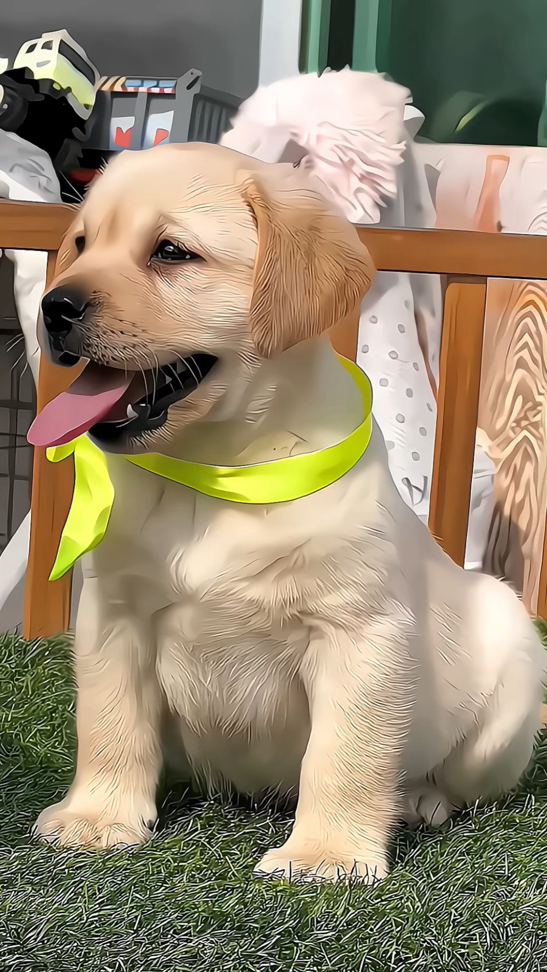 纯种双血统拉布拉多有喜欢的吗喜欢的来找我哦