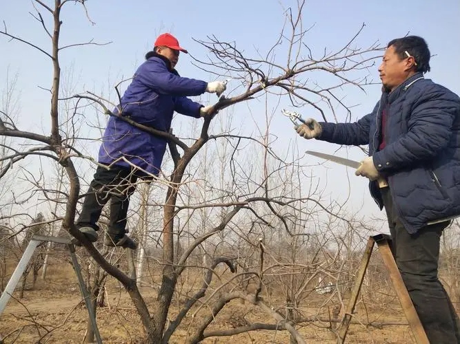 冬天可以修剪果树吗