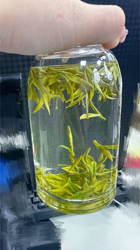 安吉白茶昆桐开园头采只有48斤关键茶农实惠放福利价格