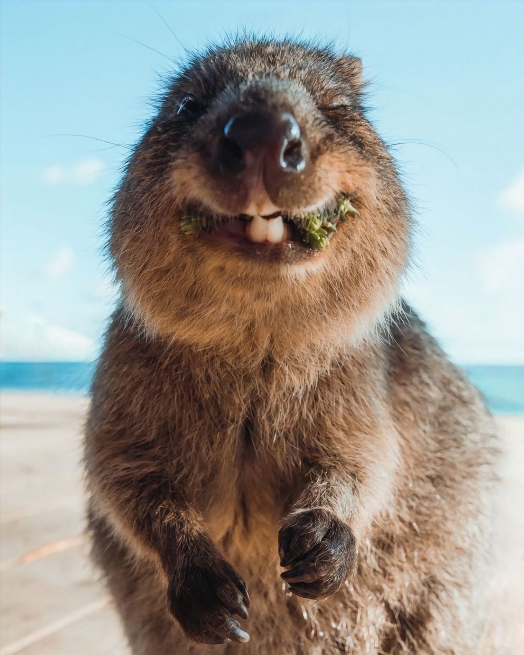 短尾矮袋鼠|萌物图鉴9696.世界上不能没有quokka!