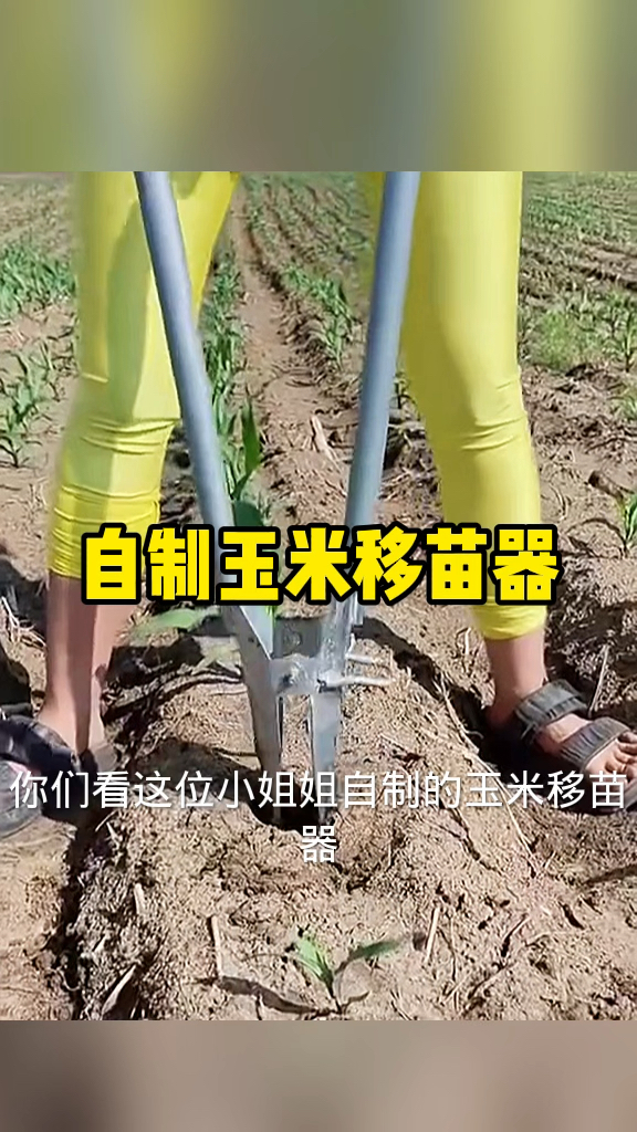 美女自制玉米疫苗器
