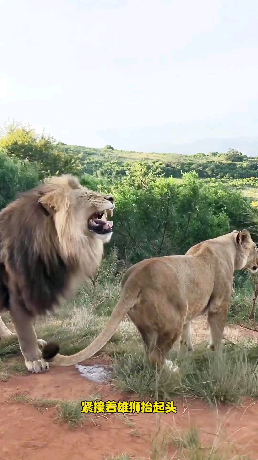 雄狮在母狮小便的时候做出了裂唇嗅的行为!