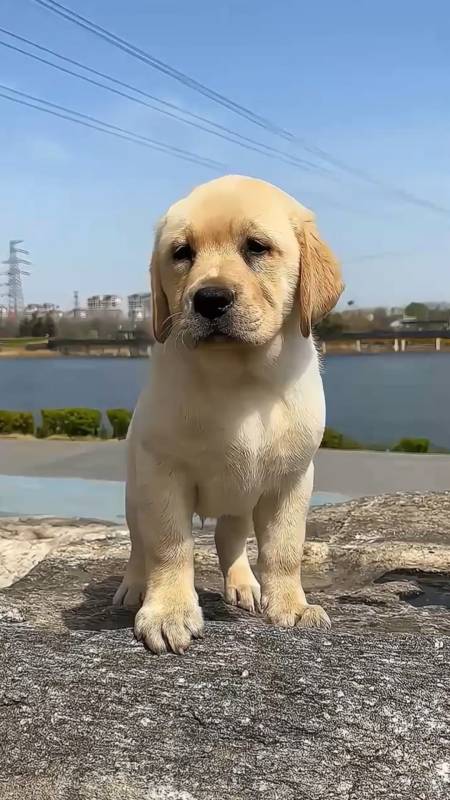 纯种双血统拉布拉多幼犬有喜欢的吗喜欢的来找我吧