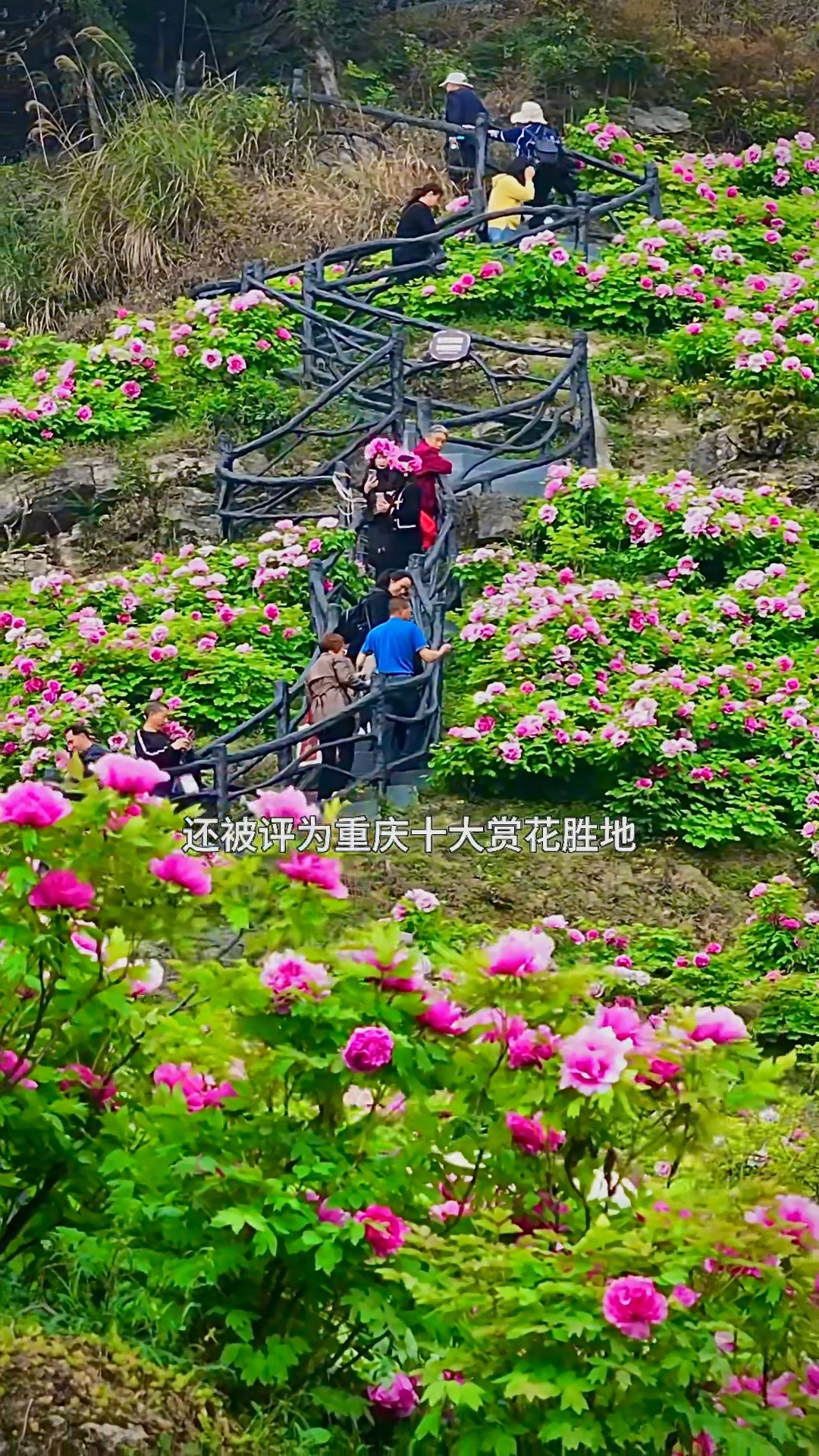 赏牡丹不用去洛阳,垫江恺之峰旅游区上千亩山水牡丹正在肆意绽放