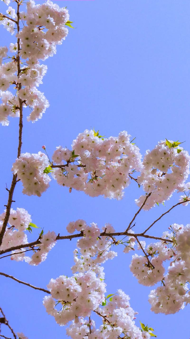 西安青龙寺樱花图片