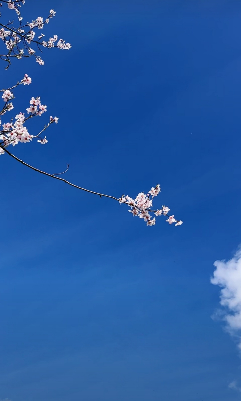 春日风景# 春将过半,莫负花期.