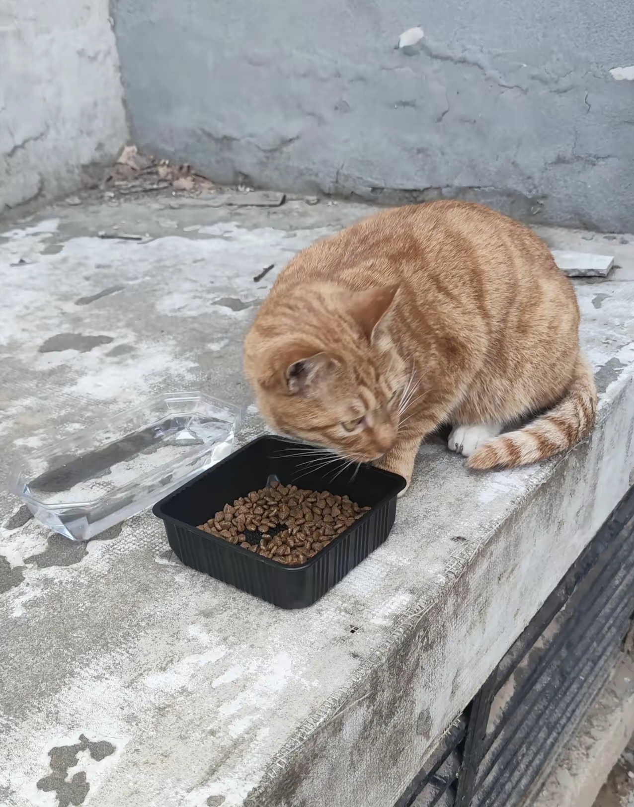 流浪猫的寿命最多2